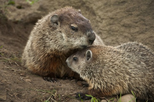 Fun Facts About Groundhogs. The groundhog is a rodent of the family… | by  U.S. Fish and Wildlife Service | Updates from the U.S. Fish and Wildlife  Service | Medium